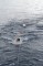 tn_708 Spass an der Sorgleine.jpg